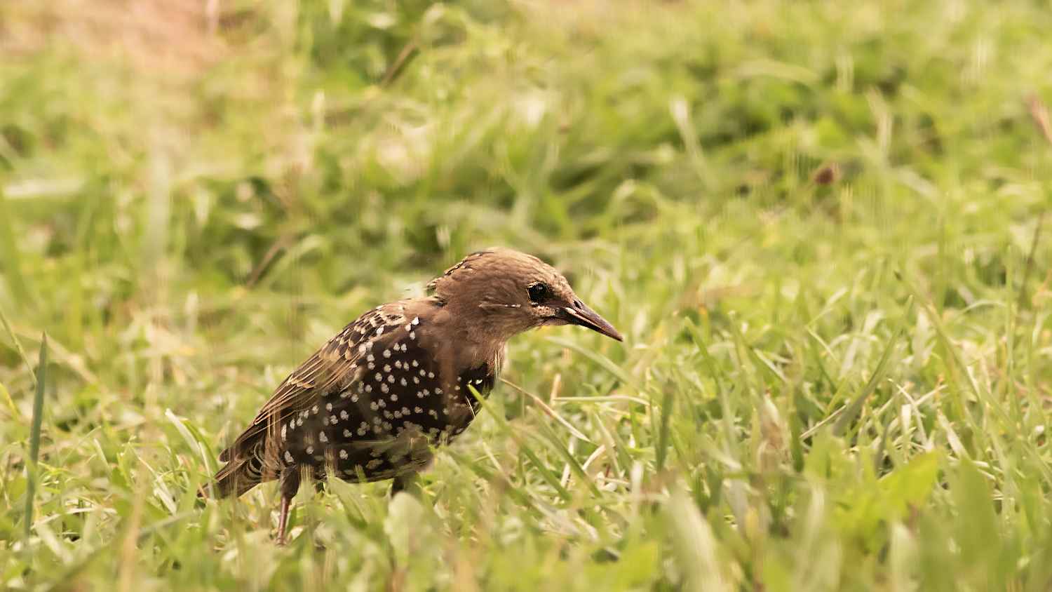 European Starling